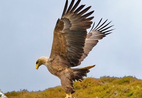 Safari on Stornoway: A Day of Adventure and Wildlife